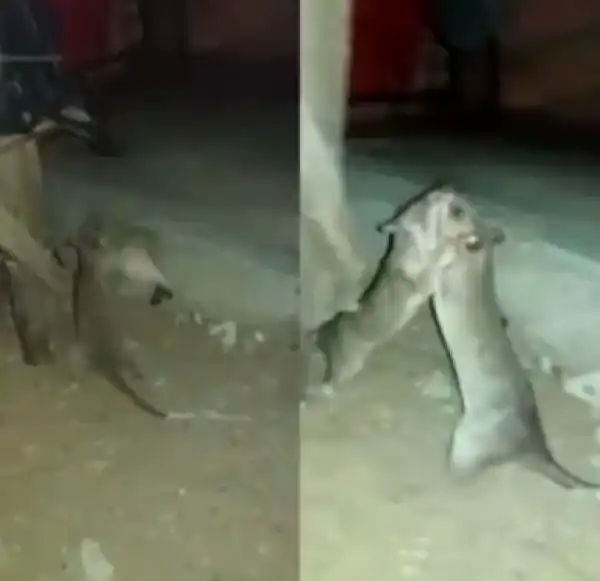 Two Giant Rats Spotted Exchanging Blows Like Humans, In Lagos (Photo, Video)